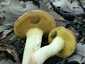 Molyhos tinóru (Xerocomus subtomentosus), Budai-hegység